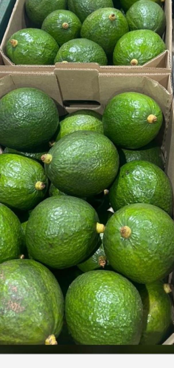 Abacates selecionados em caixas