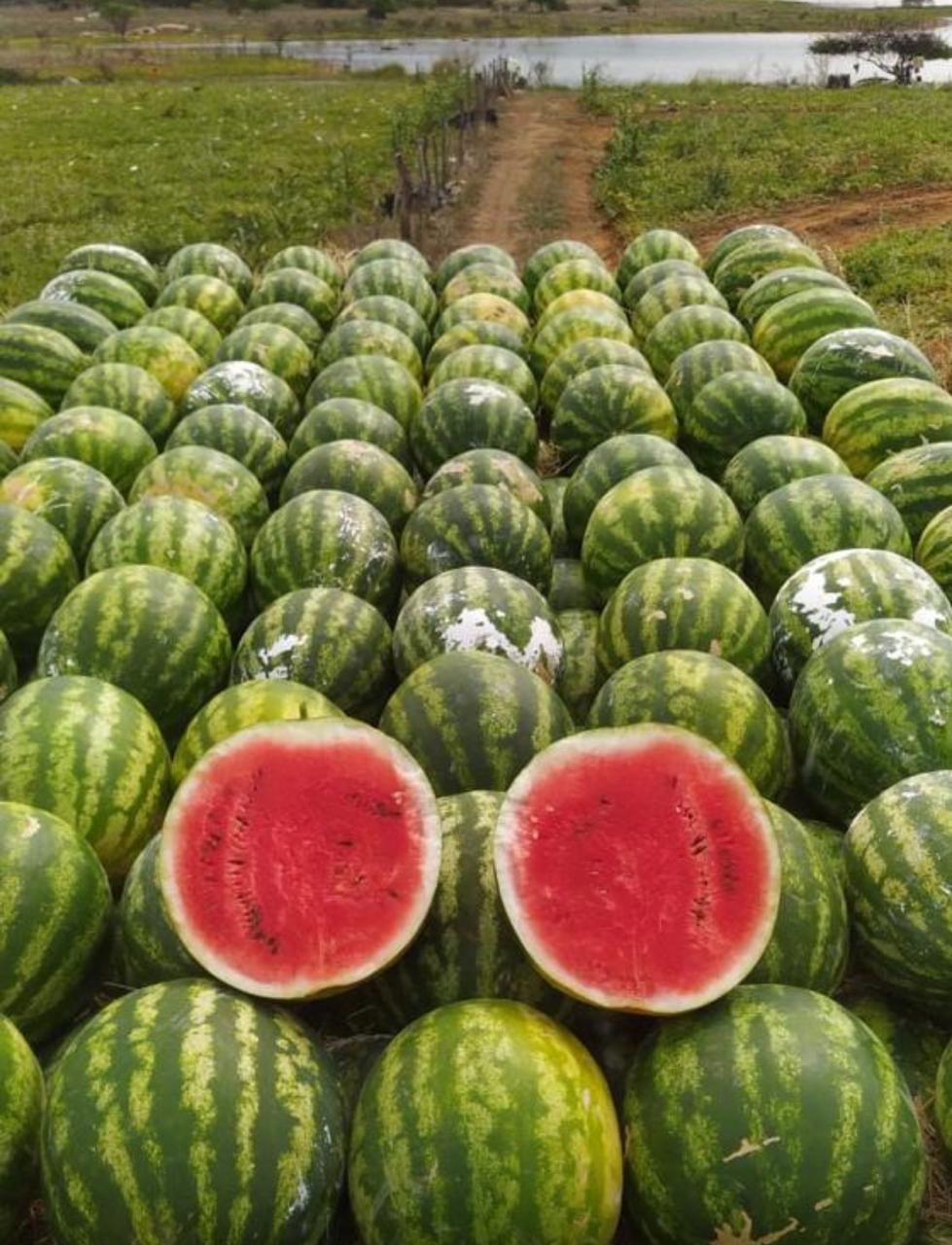 Melancias colhidas, prontas para distribuição